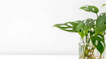 Celebrate Earth Day with Albany and Avers